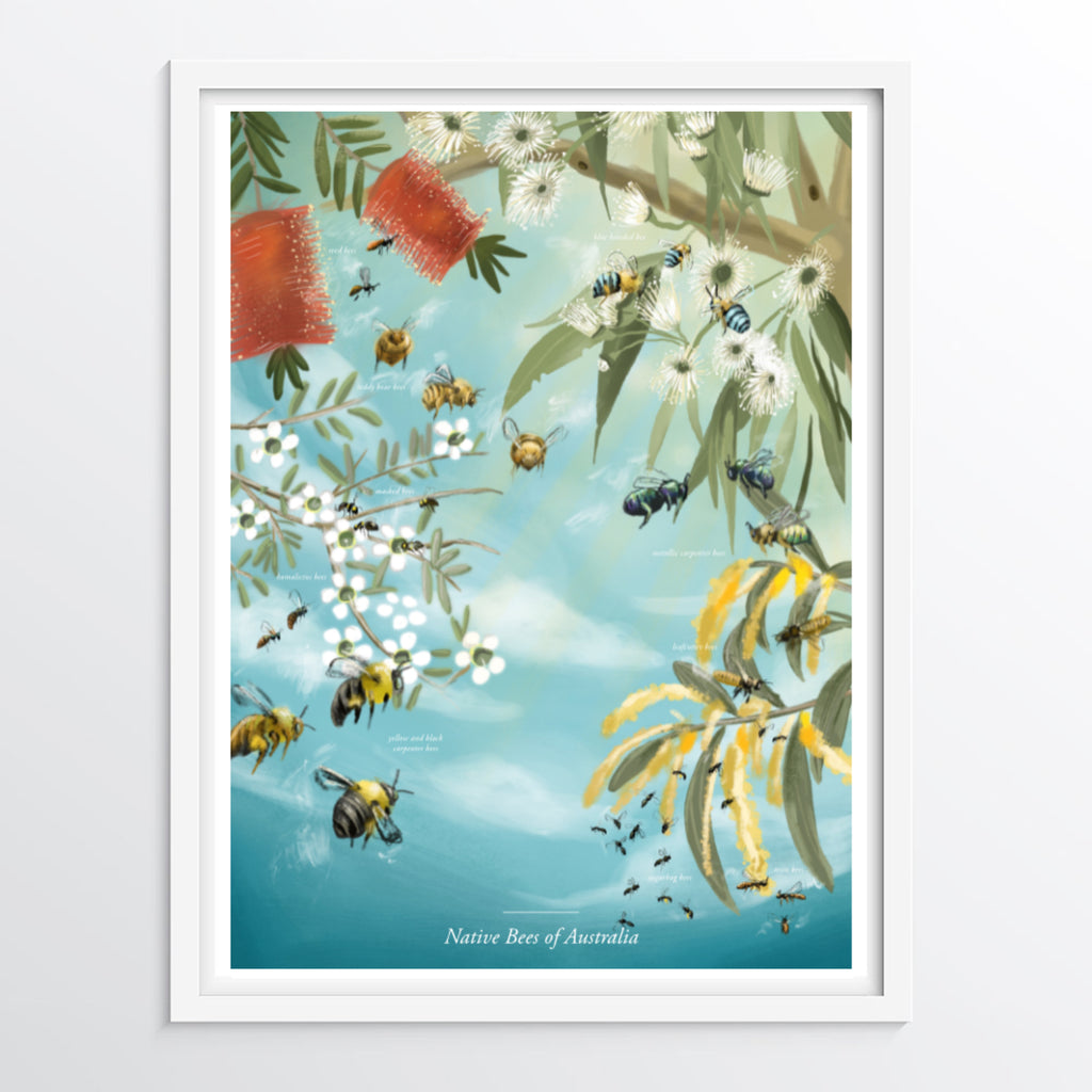 Native Bees of Australia poster (Colourful version)