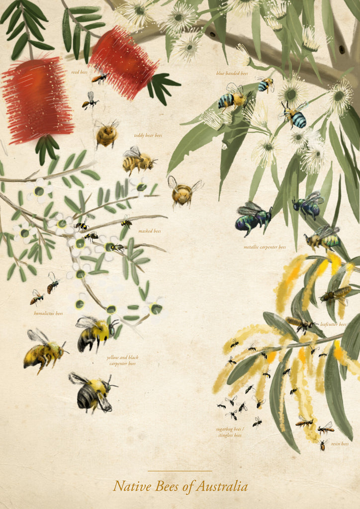 Native Bees of Australia (Vintage version)