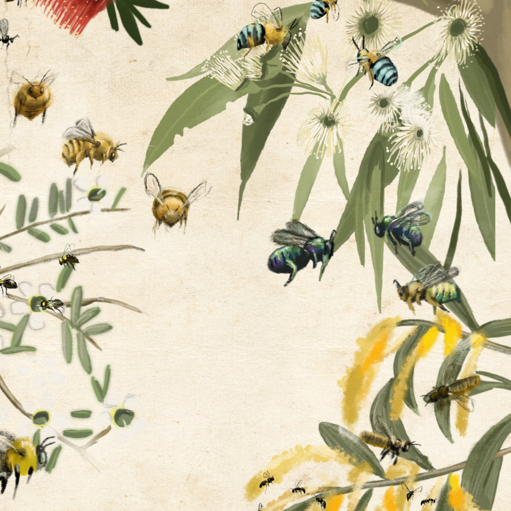 Native Bees of Australia (Vintage version)